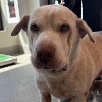 Mixed Breed Dogs Available for Adoption in Englewood, Florida - Honey | PetCurious