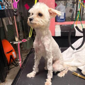 Vermillion -  Maltese Dog for Adoption in Savannah, Georgia - Vermillion | PetCurious