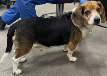 JESPIE -  Beagle Dog for Adoption - JESPIE | PetCurious