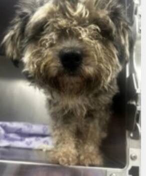 Shinny -  Havanese Dog for Adoption in Cary, North Carolina - Shinny | PetCurious
