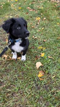 Apollo -  Border Collie Dog for Adoption in Winnipeg, Manitoba - Apollo | PetCurious