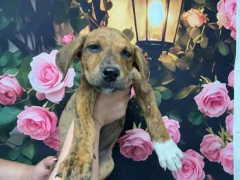 Pit Bull Terrier and Mixed Breed Dogs Available for Adoption in San Bernardino, California - COOKIE BUTTER | PetCurious