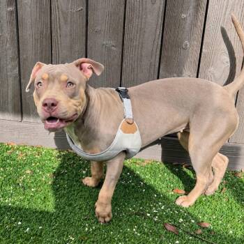 Star 7125 -  English Bulldog and Mixed Breed Dog for Adoption in Loxahatchee Groves, Florida - Star 7125 | PetCurious