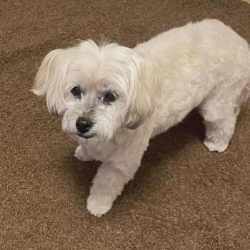 Leia -  Mixed Breed and Poodle Dog Available for Adoption in Las Cruces, New Mexico - Leia | PetCurious