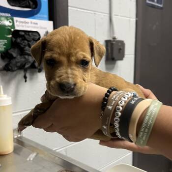 Mixed Breed Dogs Available for Adoption - Bud | PetCurious