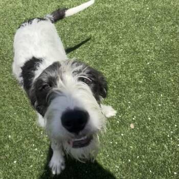 Clyde 9896 -  Poodle and Collie Dog for Adoption in Loxahatchee Groves, Florida - Clyde 9896 | PetCurious