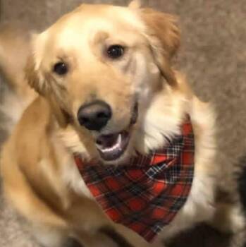 Golden Retriever Dogs Available for Adoption in De Soto, Kansas - Dixie | PetCurious