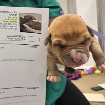 Pit Bull Terrier and Mixed Breed Dogs Available for Adoption in Clavet, Saskatchewan - Kent | PetCurious