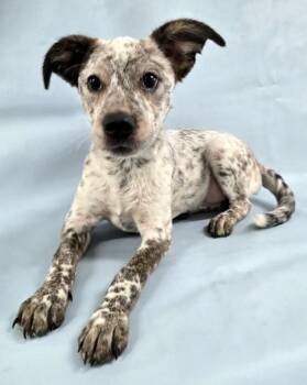 Apache -  Australian Cattle Dog Blue Heeler and Mixed Breed Dog for Adoption in Morton Grove, Illinois - Apache | PetCurious