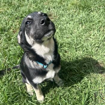 German Shepherd Dog and Chihuahua Dogs Available for Adoption in Covington, Louisiana - Princess Mononoke | PetCurious
