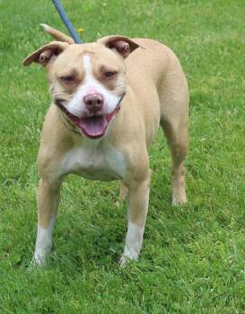 Pit Bull Terrier Dogs Available for Adoption in Heath, Ohio - Dawn (11818) | PetCurious