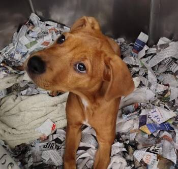 PEARL -  Pit Bull Terrier and Mixed Breed Dog for Adoption in St. Louis, Missouri - PEARL | PetCurious