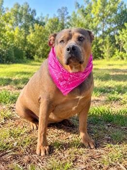 Iris -  American Bully Dog for Adoption in Nahunta, Georgia - Iris | PetCurious