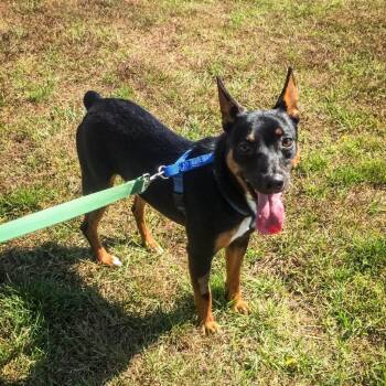 Scrappy -  Mixed Breed Dog for Adoption in Westhampton, New York - Scrappy | PetCurious