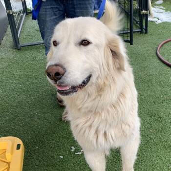 Great Pyrenees Dogs Available for Adoption - Tumbleweed | PetCurious