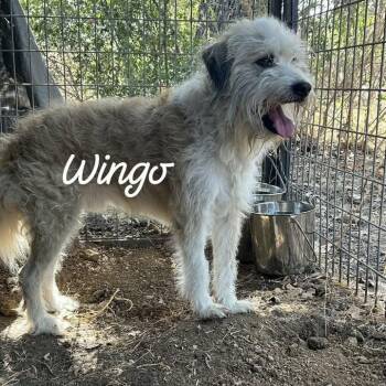 Wingo -  Wirehaired Terrier and Mixed Breed Dog for Adoption in Buchanan Dam, Texas - Wingo | PetCurious