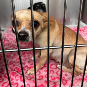 Mixed Breed Dogs Available for Adoption in Lake Jackson, Texas - Florence | PetCurious