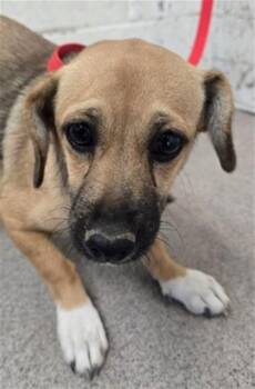 JENNY -  Terrier Dog for Adoption in San Bernardino, California - JENNY | PetCurious