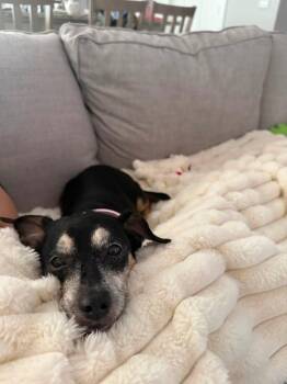 Sidney -  Dachshund Dog for Adoption in Fort Walton Beach, Florida - Sidney | PetCurious