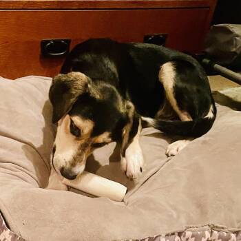 Brooks -  Labrador Retriever and Mixed Breed Dog for Adoption - Brooks | PetCurious