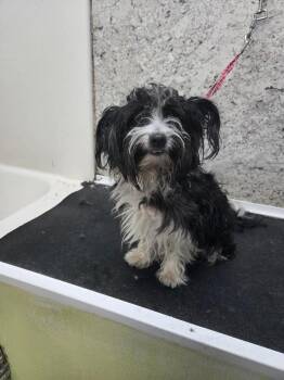 Boots -  Terrier Dog for Adoption in Rathdrum, Idaho - Boots | PetCurious