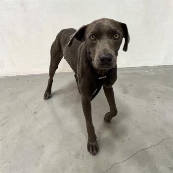Blue Lacy Dogs Available for Adoption in Williston, Vermont - Sterling | PetCurious