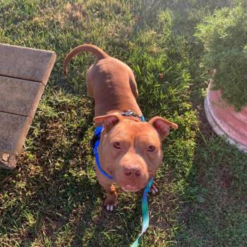 Rescue Pit Bull Terrier Dogs for Adoption in Northville, Michigan - Wyatt | PetCurious