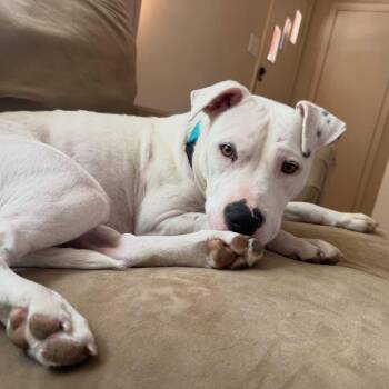 Devan -  Pit Bull Terrier Dog for Adoption in Richmond, Virginia - Devan | PetCurious