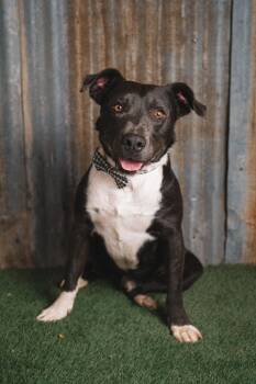 Dozer -  Pit Bull Terrier and Terrier Dog for Adoption in Lubbock, Texas - Dozer | PetCurious
