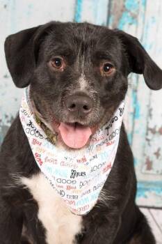 Rescue Labrador Retriever and Terrier Dogs for Adoption in Gilbert, Arizona - Longfellow | PetCurious