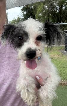 Marco -  Havanese and Schnoodle Dog for Adoption in Ruskin, Florida - Marco | PetCurious