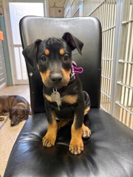 Glamthrax -  Rottweiler and Pit Bull Terrier Dog for Adoption in Carson City, Nevada - Glamthrax | PetCurious