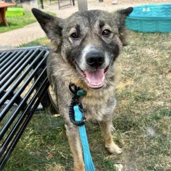 Hannah -  Dutch Shepherd Dog for Adoption in Buffalo, New York - Hannah | PetCurious