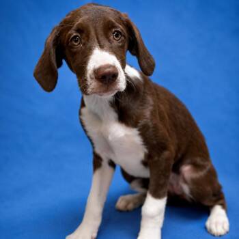 Maddie -  Labrador Retriever and Border Collie Dog for Adoption in Riverside, California - Maddie | PetCurious