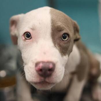 American Staffordshire Terrier Dogs Available for Adoption in San Antonio, Texas - PSYCHO | PetCurious