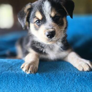 Australian Shepherd and Australian Cattle Dog Blue Heeler Dogs Available for Adoption in Boerne, Texas - Bevo | PetCurious