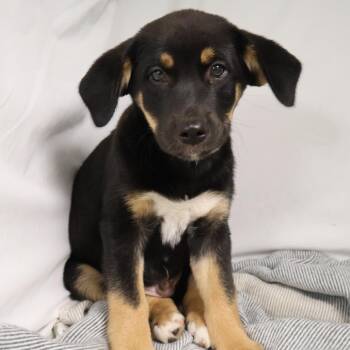 Doug Floofie -  Mixed Breed Dog for Adoption in Saint Charles, Missouri - Doug Floofie | PetCurious