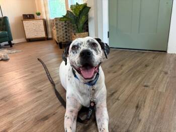 Dino Sprinkled Donut Dog Pointer -  Pointer and Pit Bull Terrier Dog for Adoption in Friendswood, Texas - Dino Sprinkled Donut Dog Pointer | PetCurious