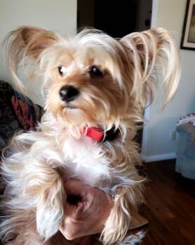 Molly -  Yorkshire Terrier and Shih Tzu Dog Available for Adoption in Altus, Oklahoma - Molly | PetCurious