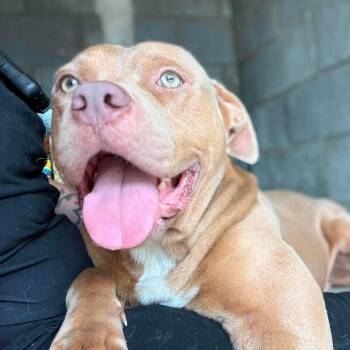 Henderson -  Mixed Breed Dog for Adoption in North Charleston, South Carolina - Henderson | PetCurious