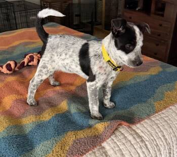 Australian Cattle Dog Blue Heeler Dogs Available for Adoption in Lafayette, Colorado - Ralph | PetCurious