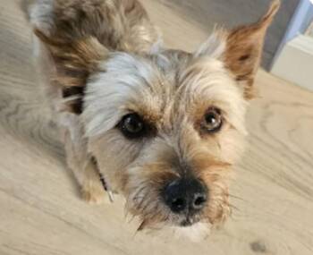 Rusty -  Terrier Dog for Adoption in San Ramon, California - Rusty | PetCurious