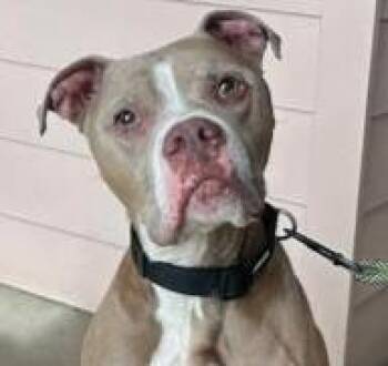 Rescue Mixed Breed Dogs for Adoption in Fernandina Beach, Florida - DUKE | PetCurious