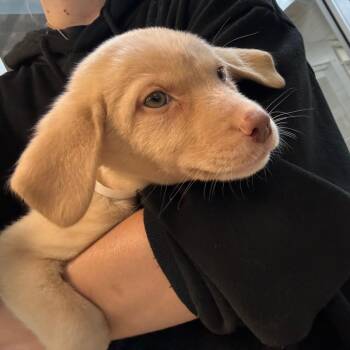 Cashew -  Mixed Breed Dog for Adoption in Columbus, Georgia - Cashew | PetCurious