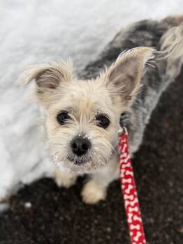 Yorkshire Terrier Dogs Available for Adoption - Yodel | PetCurious