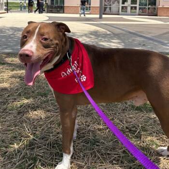 FREDDY -  American Staffordshire Terrier Dog for Adoption in San Antonio, Texas - FREDDY | PetCurious