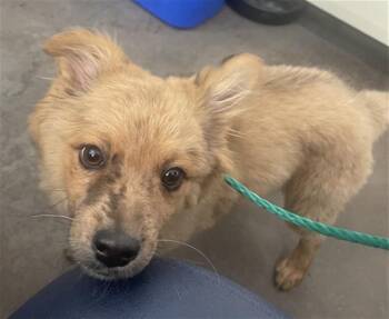 Mixed Breed Dogs Available for Adoption - BUGS | PetCurious