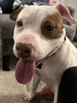 Pit Bull Terrier Dogs Available for Adoption - Maple | PetCurious