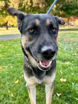 Rescue Shepherd and Mixed Breed Dogs for Adoption in Yakima, Washington - Bobby | PetCurious