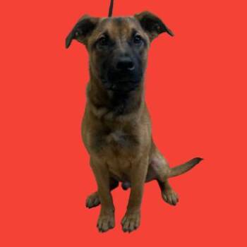 Shepherd Dogs Available for Adoption in Tuscaloosa, Alabama - Jagger (Turbo) | PetCurious